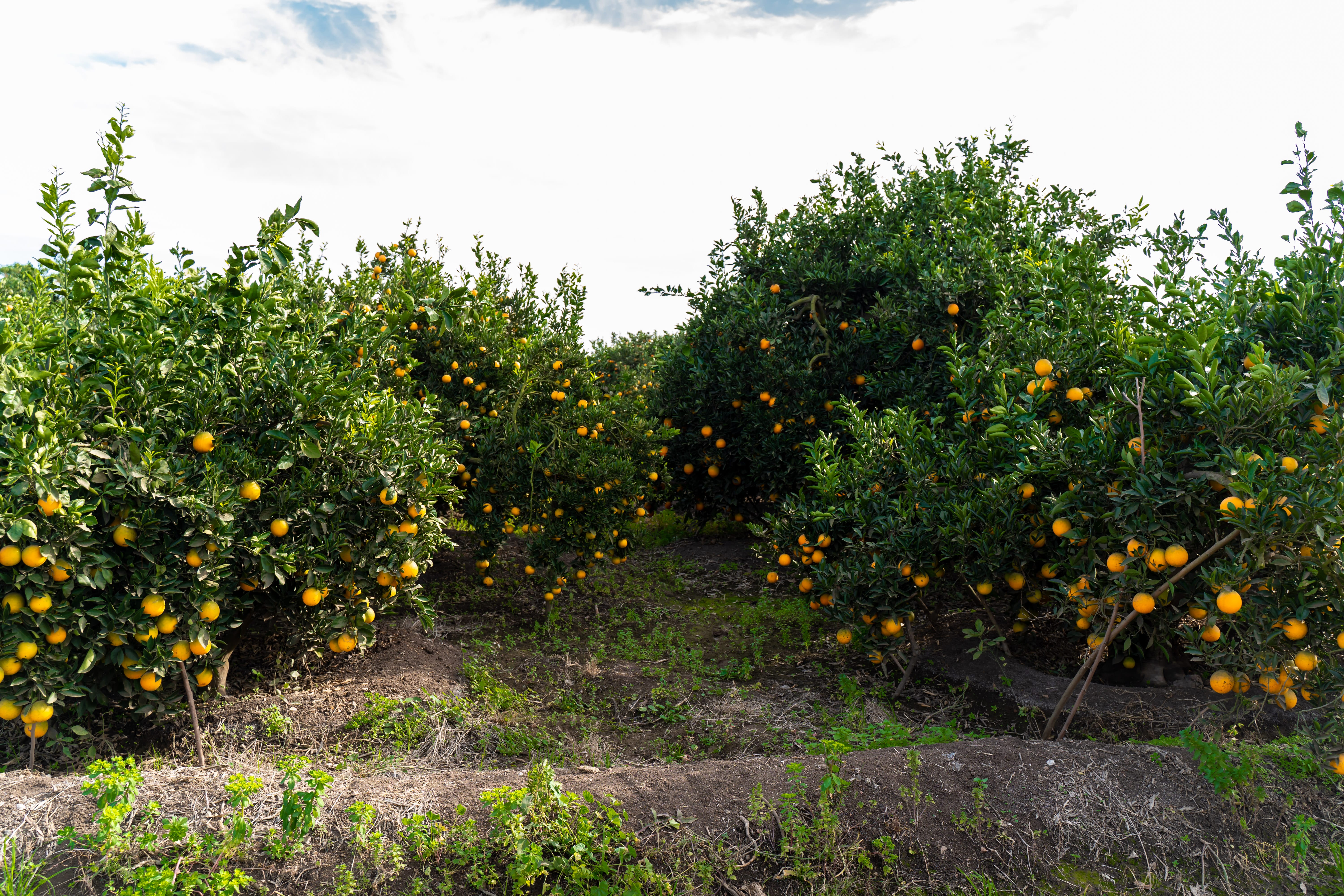 Eletreby Group Gallery Image 1