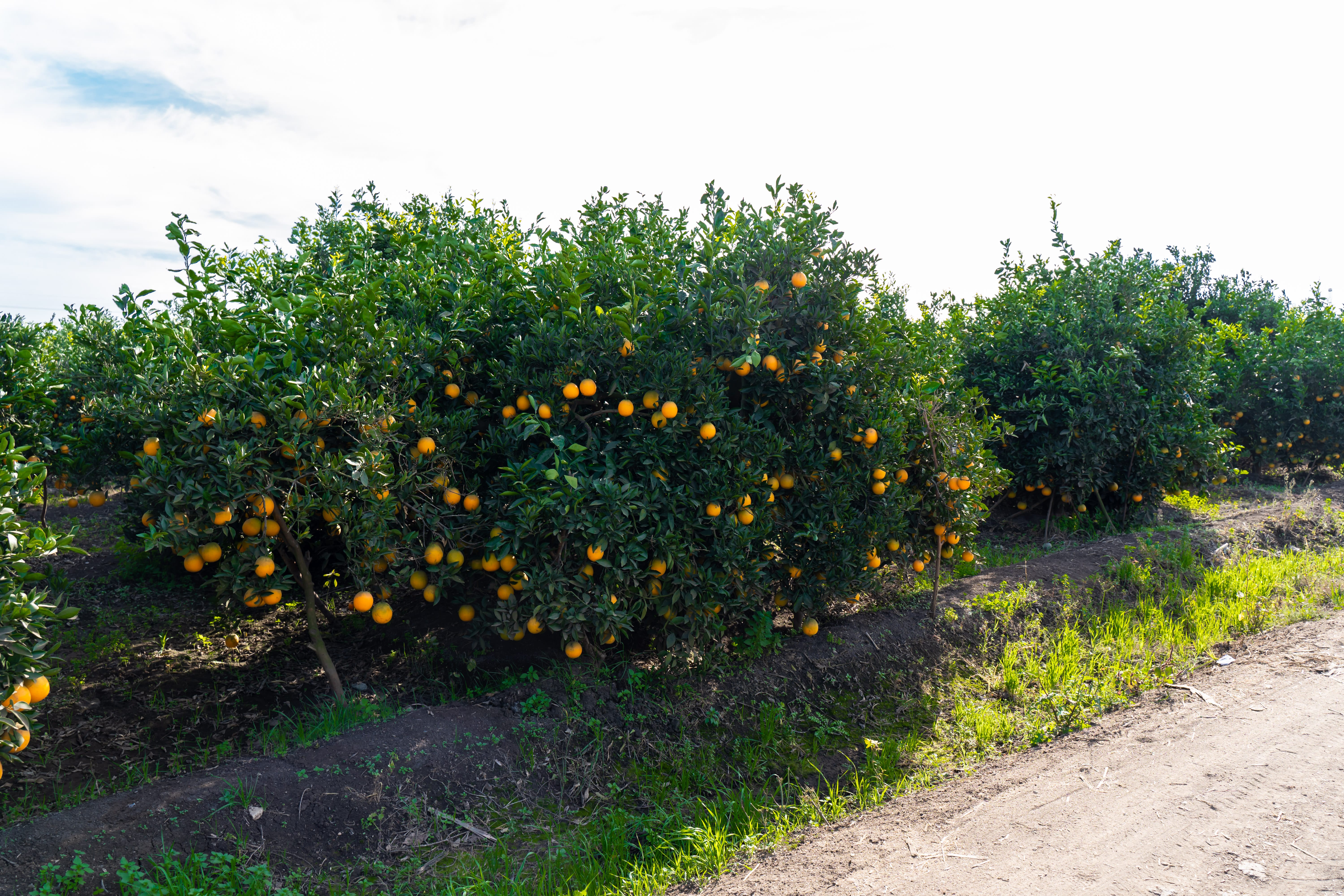 Eletreby Group Gallery Image 2