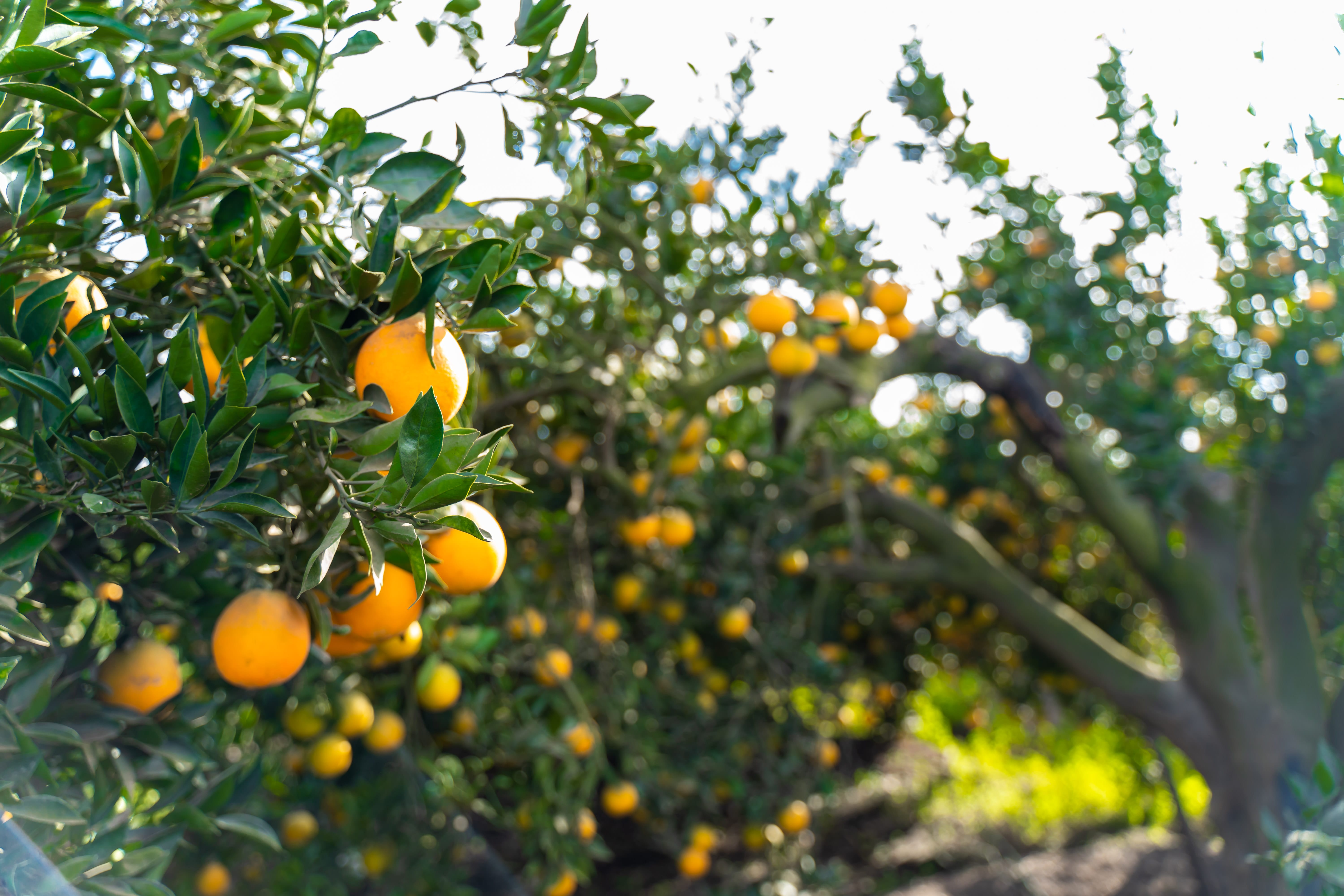 Eletreby Group Gallery Image 3