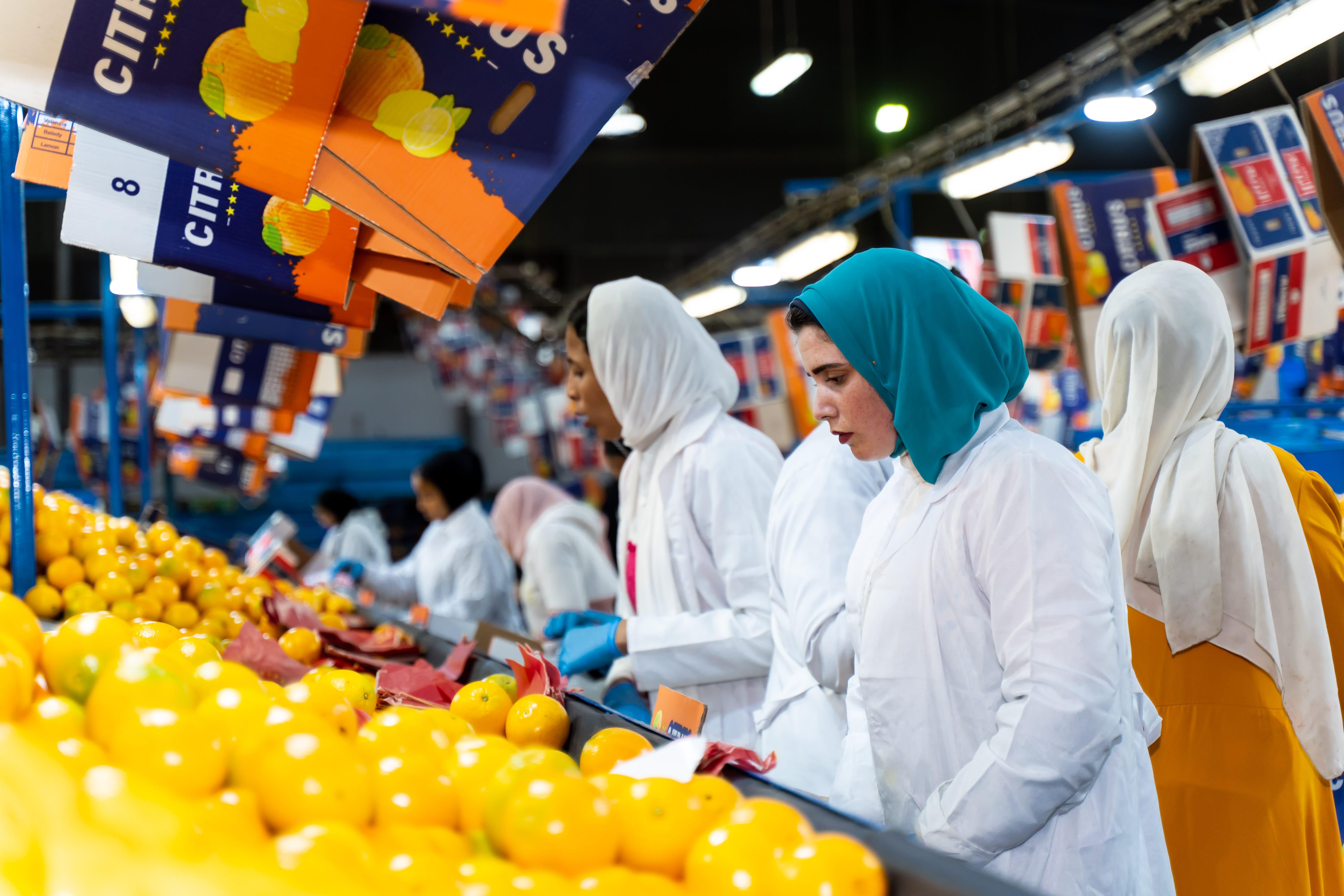 Eletreby Group Gallery Image 5